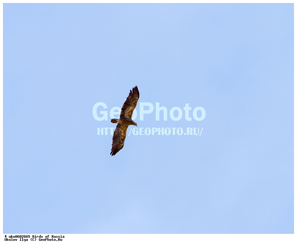�����������, ���������� �������, ����������� ����� ������, ������, ��������, ��������, �����, �����, ��������, �����������, ������ �����, ������ �����, XYZ, ����������, Accipitridae, ����� ��������, Aquila pomarina
