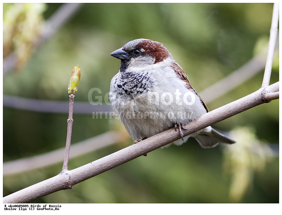 ������, ��������, ��������, �����, �����, ��������, �����������, XYZ, ����������, Passeridae, Passer domesticus, ������� �������, ����������� ����� ������, �����������, ���������� �������