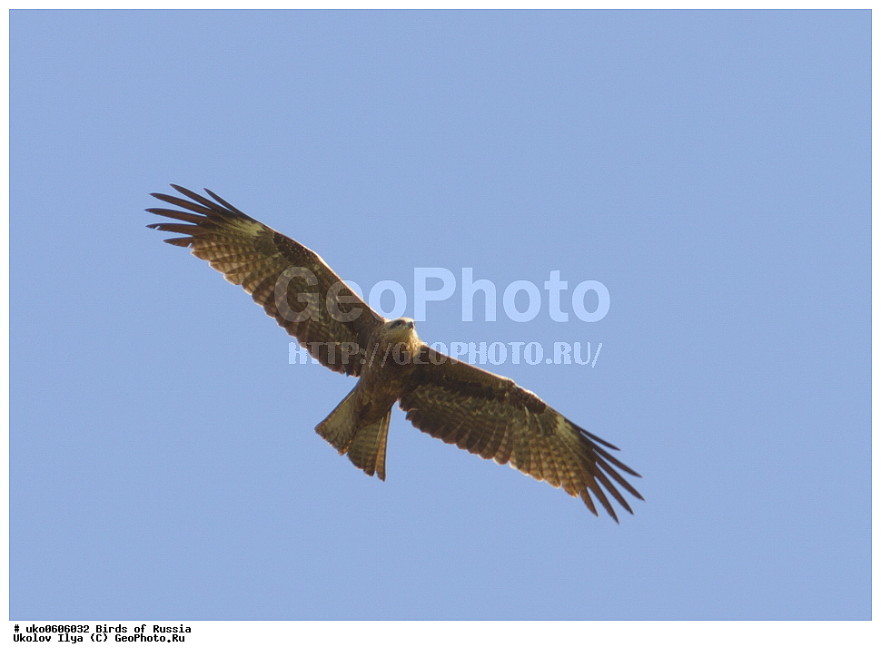 �����������, ���������� �������, ����������� ����� ������, ������, ��������, ��������, �����, �����, ��������, �����������, ������ �����, ������ �����, XYZ, ����������, Accipitridae, ׸���� ������, ������ ������, Milvus migrans