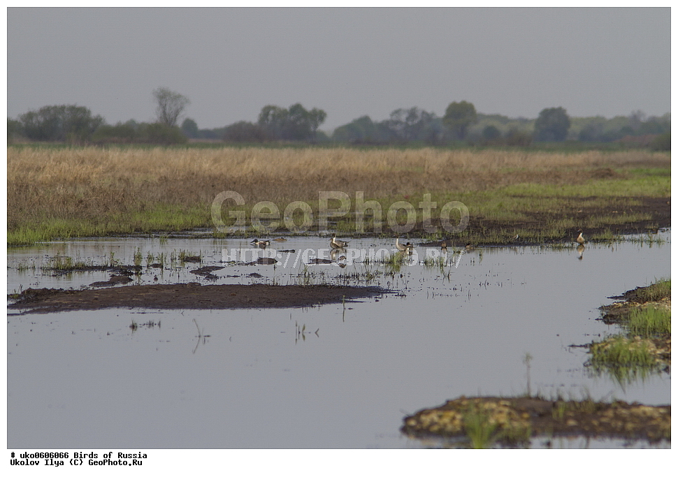 �����������, ���������� �������, ����������� ����� ������, ������, ��������, ��������, �����, �����, ��������, �����������, �����������������, ������������� �����, ������������� �����, XYZ, ������, Anatidae, ����������, Anas acuta