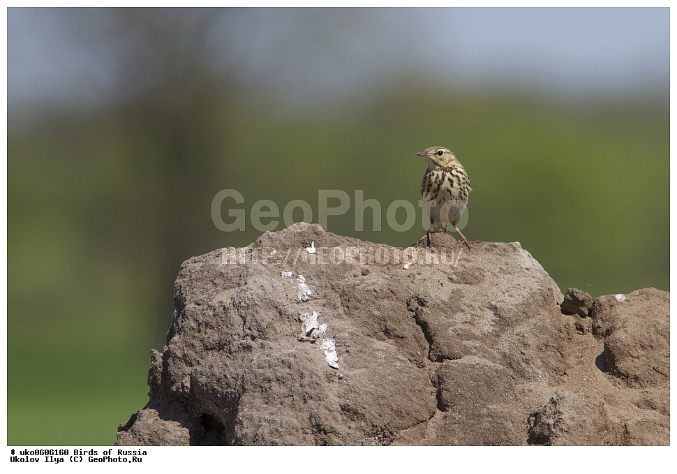 �����������, ���������� �������, ����������� ����� ������, ������, ��������, ��������, �����, �����, ��������, �����������, XYZ, �������������, Motacillidae, ������ �����, ������ �����, ������ �������, Anthus trivialis