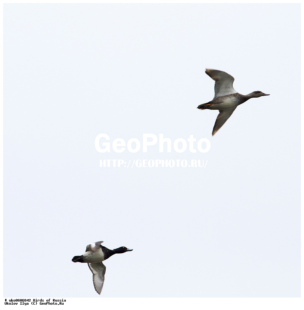 �����������, ���������� �������, ����������� ����� ������, ������, ��������, ��������, �����, �����, ��������, �����������, �����������������, ������������� �����, ������������� �����, XYZ, ������, Anatidae, ����� ����, Anas strepera