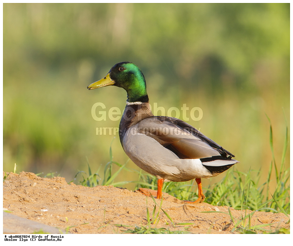 �����������, ���������� �������, ����������� ����� ������, ������, ��������, ��������, �����, �����, ��������, �����������, �����������������, ������������� �����, ������������� �����, XYZ, ������, Anatidae, ������, Anas platyrhynchos