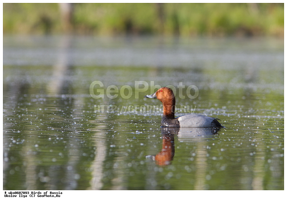 �����������, ���������� �������, ����������� ����� ������, ������, ��������, ��������, �����, �����, ��������, �����������, �����������������, ������������� �����, ������������� �����, XYZ, ������, Anatidae, ������������� �����, ������� �������, ������������� �����, ���������, Aythya ferina