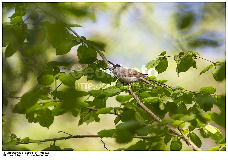 �����������, ���������� �������, ����������� ����� ������, ������, ��������, ��������, �����, �����, ��������, �����������, XYZ, ���������, Sylviidae, ������-������������, ������������ ������, ������������, Sylvia atricapilla