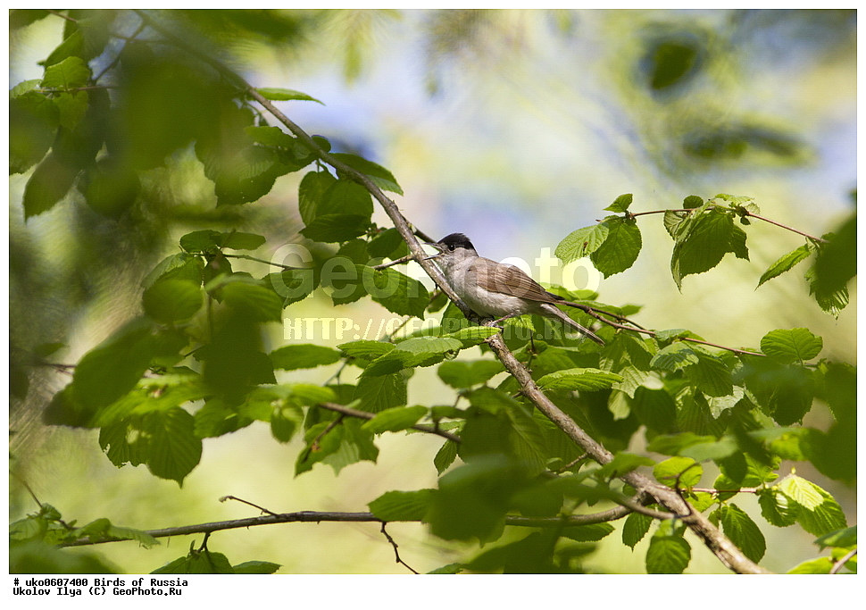 �����������, ���������� �������, ����������� ����� ������, ������, ��������, ��������, �����, �����, ��������, �����������, XYZ, ���������, Sylviidae, ������-������������, ������������ ������, ������������, Sylvia atricapilla