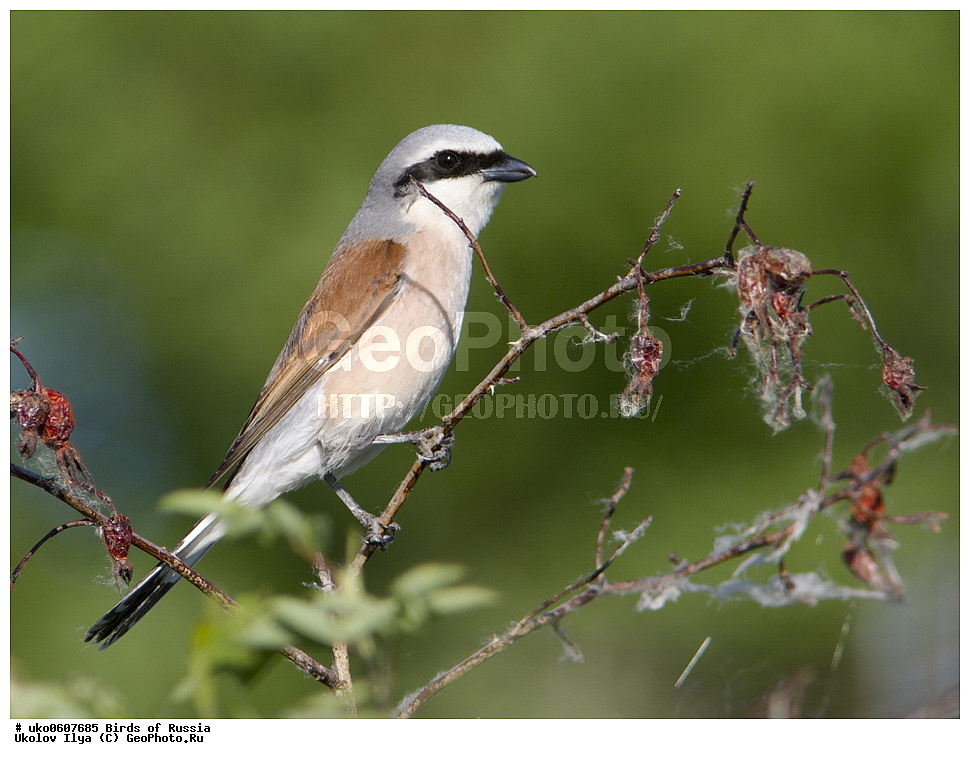 �����������, ���������� �������, ����������� ����� ������, ������, ��������, ��������, �����, �����, ��������, �����������, XYZ, �������������, Laniidae, ������������ �����, ���������-�����, ����������� �����, Lanius collurio