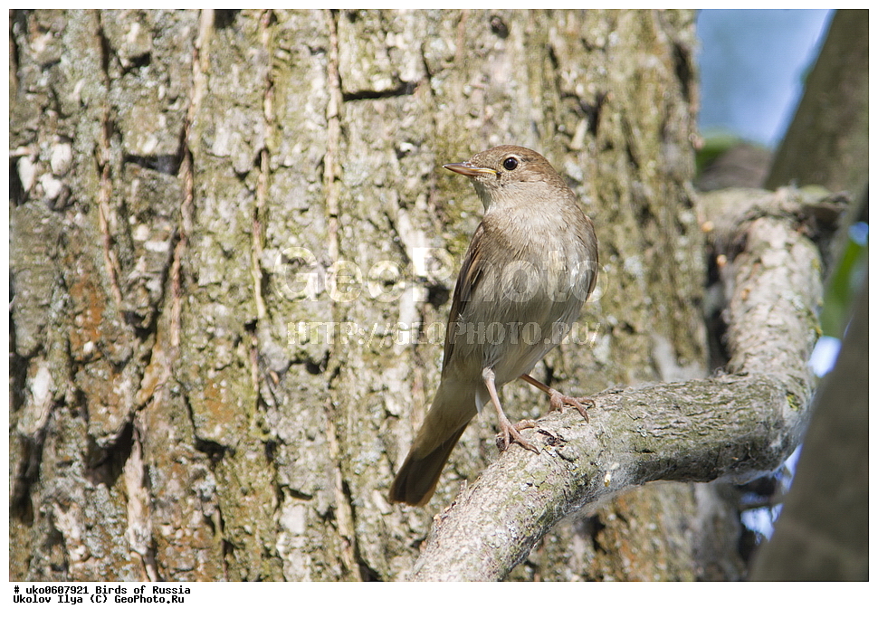 �����������, ���������� �������, ����������� ����� ������, ������, ��������, ��������, �����, �����, ��������, �����������, XYZ, ������������, Muscicapidae, ������������ �������, ��������� �������, Luscinia luscinia