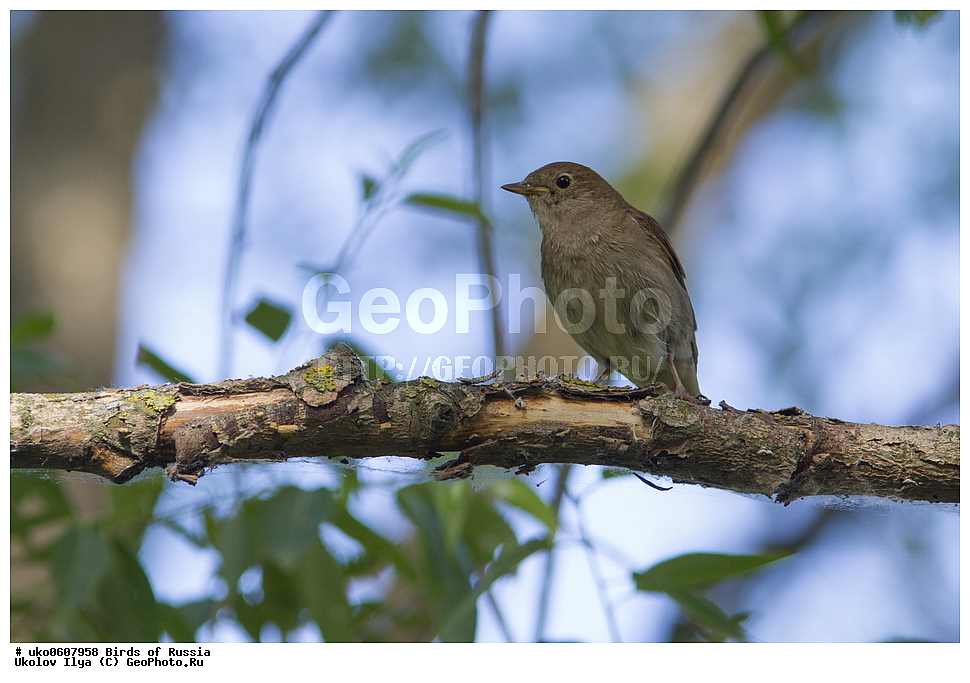 �����������, ���������� �������, ����������� ����� ������, ������, ��������, ��������, �����, �����, ��������, �����������, XYZ, ������������, Muscicapidae, ������������ �������, ��������� �������, Luscinia luscinia