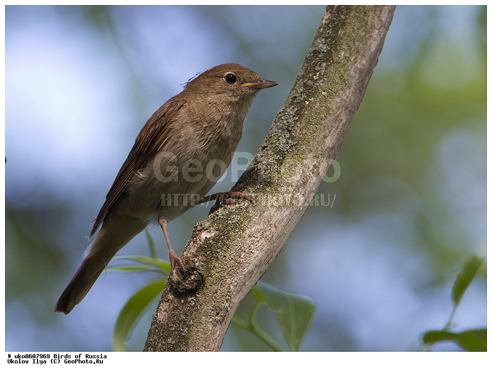 �����������, ���������� �������, ����������� ����� ������, ������, ��������, ��������, �����, �����, ��������, �����������, XYZ, ������������, Muscicapidae, ������������ �������, ��������� �������, Luscinia luscinia