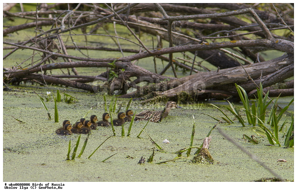 �����������, ���������� �������, ����������� ����� ������, ������, ��������, ��������, �����, �����, ��������, �����������, �����������������, ������������� �����, ������������� �����, XYZ, ������, Anatidae, �����-���������, Anas querquedula