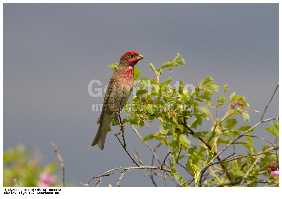 ������, ��������, ��������, �����, �����, ��������, �����������, XYZ, ���������, Fringillidae, ������������ ��������, ��������, Carpodacus erythrinus, Erythrina erythrina, ����������� ����� ������, �����������, ���������� �������