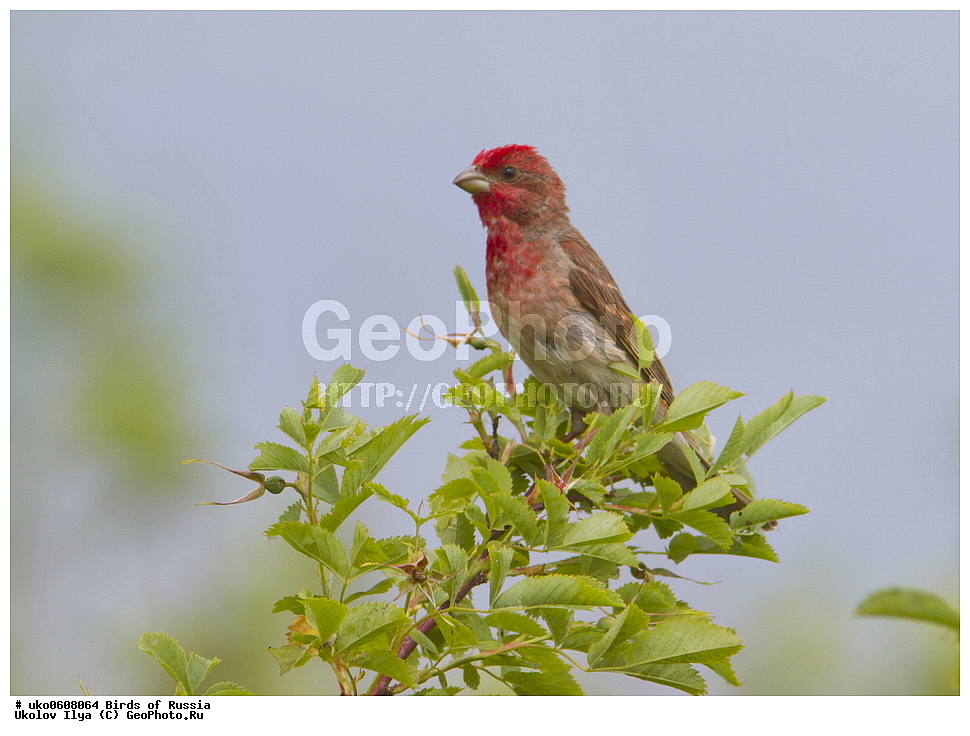 ������, ��������, ��������, �����, �����, ��������, �����������, XYZ, ���������, Fringillidae, ������������ ��������, ��������, Carpodacus erythrinus, Erythrina erythrina, ����������� ����� ������, �����������, ���������� �������