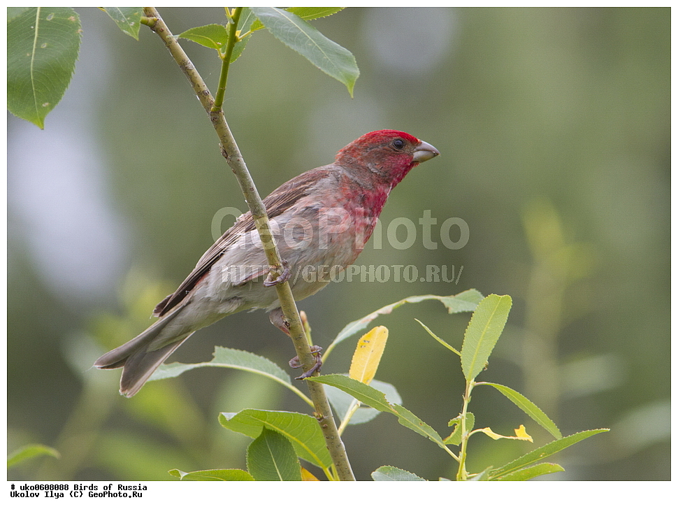 ������, ��������, ��������, �����, �����, ��������, �����������, XYZ, ���������, Fringillidae, ������������ ��������, ��������, Carpodacus erythrinus, Erythrina erythrina, ����������� ����� ������, �����������, ���������� �������