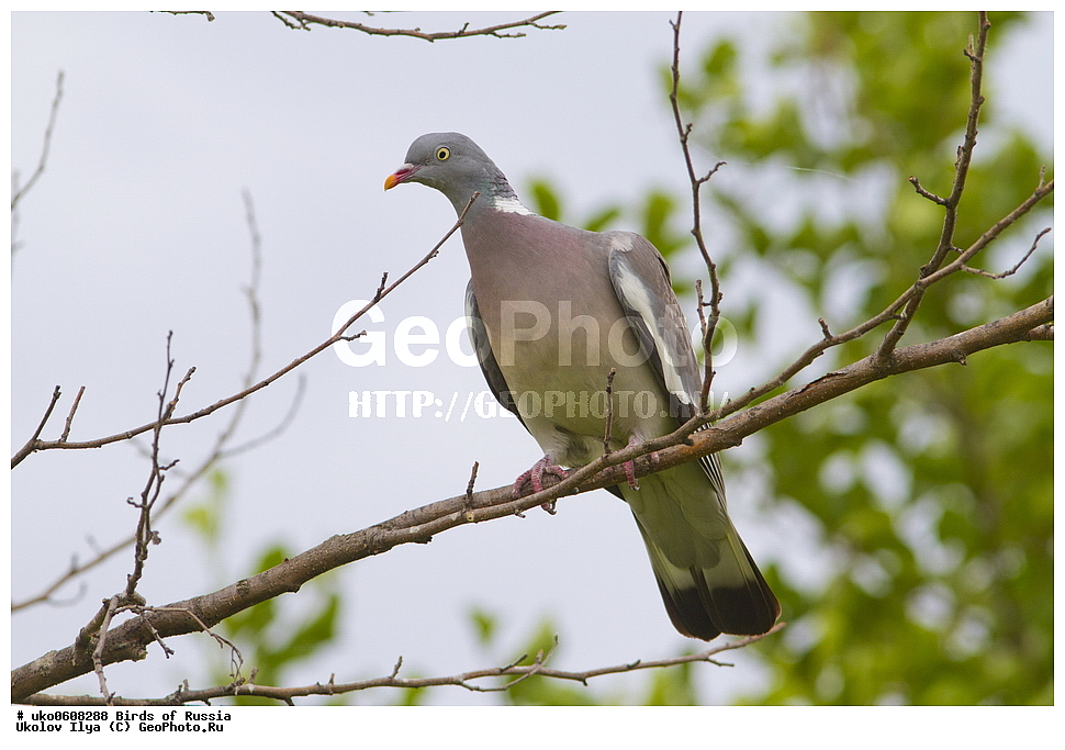 �����������, ���������� �������, ����������� ����� ������, ������, ��������, ��������, �����, �����, ��������, �����������, XYZ, ���������, Columbidae, ������, ��������, Columba palumbus