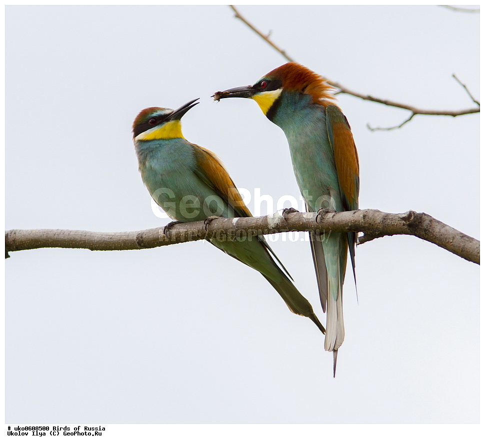 �����������, ���������� �������, ����������� ����� ������, ������, ��������, ��������, �����, �����, ��������, �����������, XYZ, ��������, Meropidae, ���������� �����, ���������, Merops apiaster