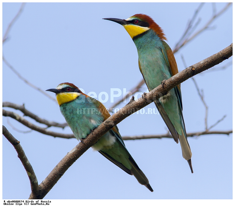 �����������, ���������� �������, ����������� ����� ������, ������, ��������, ��������, �����, �����, ��������, �����������, XYZ, ��������, Meropidae, ���������� �����, ���������, Merops apiaster