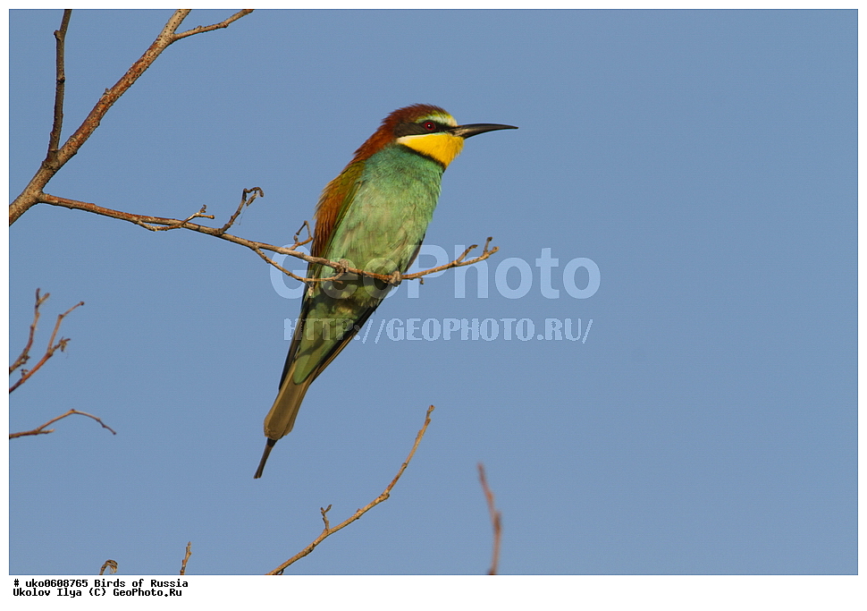 �����������, ���������� �������, ����������� ����� ������, ������, ��������, ��������, �����, �����, ��������, �����������, XYZ, ��������, Meropidae, ���������� �����, ���������, Merops apiaster