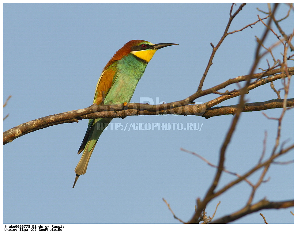 �����������, ���������� �������, ����������� ����� ������, ������, ��������, ��������, �����, �����, ��������, �����������, XYZ, ��������, Meropidae, ���������� �����, ���������, Merops apiaster