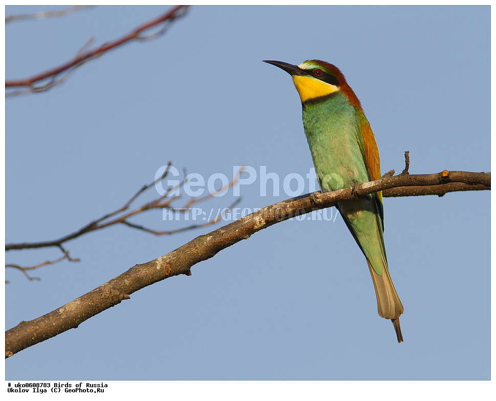 �����������, ���������� �������, ����������� ����� ������, ������, ��������, ��������, �����, �����, ��������, �����������, XYZ, ��������, Meropidae, ���������� �����, ���������, Merops apiaster