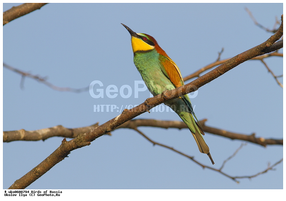 �����������, ���������� �������, ����������� ����� ������, ������, ��������, ��������, �����, �����, ��������, �����������, XYZ, ��������, Meropidae, ���������� �����, ���������, Merops apiaster