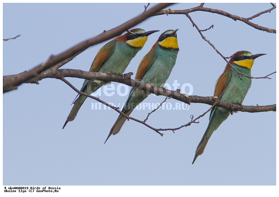 �����������, ���������� �������, ����������� ����� ������, ������, ��������, ��������, �����, �����, ��������, �����������, XYZ, ��������, Meropidae, ���������� �����, ���������, Merops apiaster