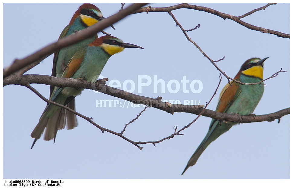 �����������, ���������� �������, ����������� ����� ������, ������, ��������, ��������, �����, �����, ��������, �����������, XYZ, ��������, Meropidae, ���������� �����, ���������, Merops apiaster