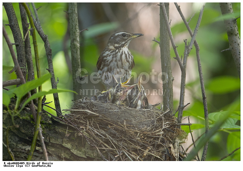 �����������, ���������� �������, ����������� ����� ������, ������, ��������, ��������, �����, �����, ��������, �����������, XYZ, ���������, Turdidae, ����������, ���������� �����, �����-����������, �����-���������, Turdus iliacus