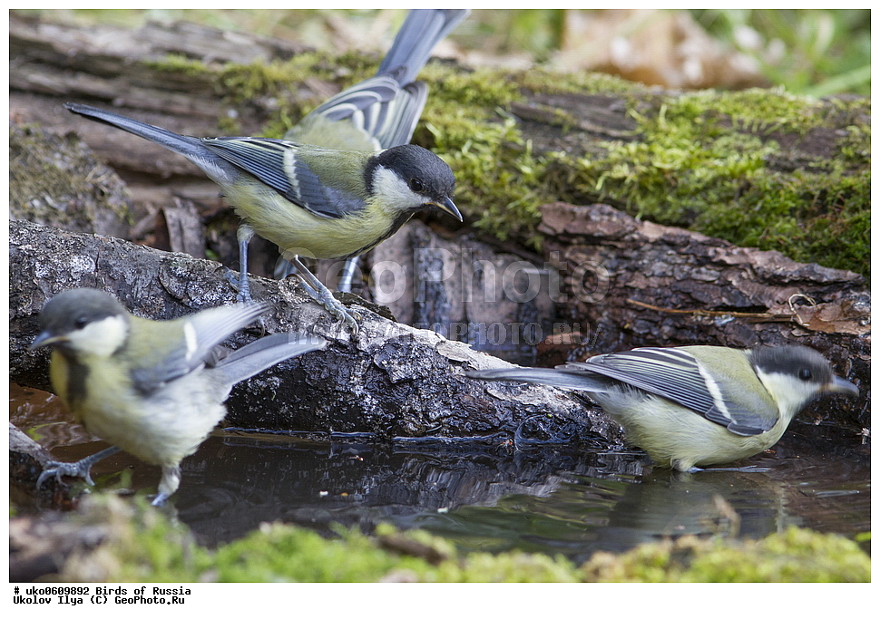 �����������, ���������� �������, ����������� ����� ������, ������, ��������, ��������, �����, �����, ��������, �����������, XYZ, ���������, Paridae, ������� ������, �������, Parus major