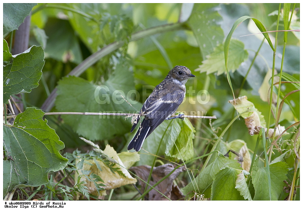 �����������, ���������� �������, ����������� ����� ������, ������, ��������, ��������, �����, �����, ��������, �����������, XYZ, ������������, Muscicapidae, ���������-���������, Ficedula hypoleuca