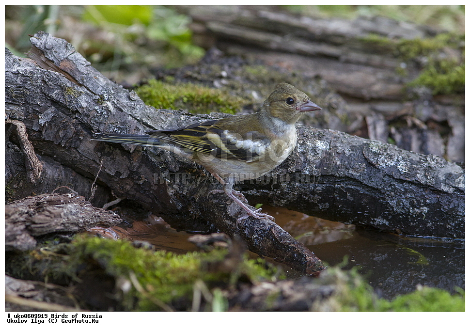 ������, ��������, ��������, �����, �����, ��������, �����������, XYZ, ���������, Fringillidae, ������, Fringilla coelebs, ����������� ����� ������, �����������, ���������� �������