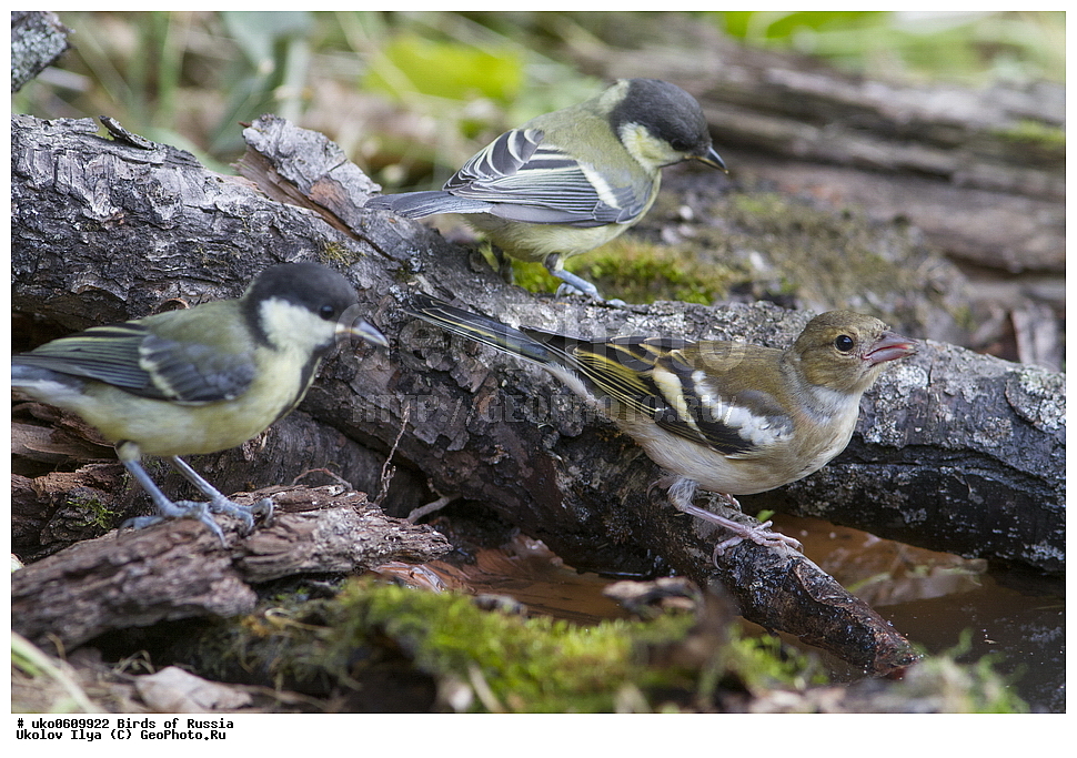 �����������, ���������� �������, ����������� ����� ������, ������, ��������, ��������, �����, �����, ��������, �����������, XYZ, ���������, Paridae, ������� ������, �������, Parus major