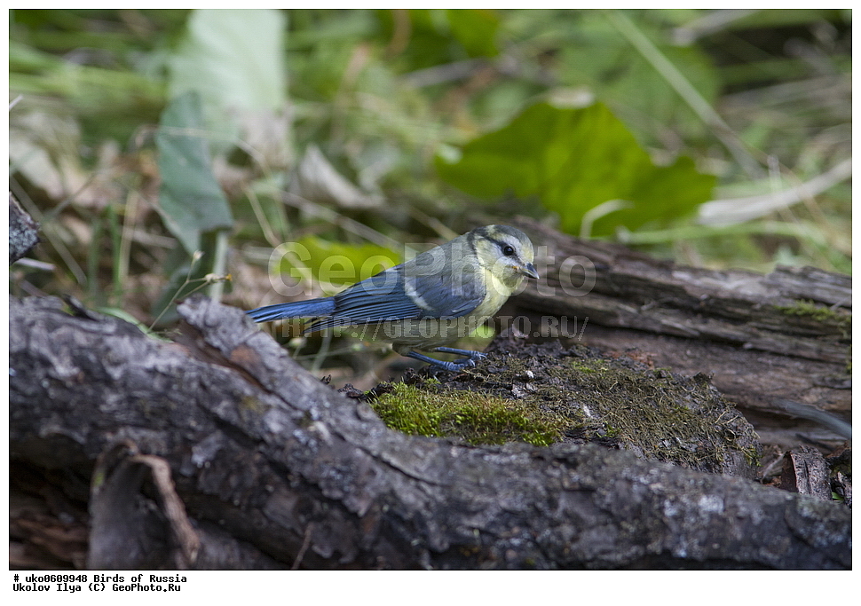 �����������, ���������� �������, ����������� ����� ������, ������, ��������, ��������, �����, �����, ��������, �����������, XYZ, ���������, Paridae, ������������ ���������, ������ ���������, ������� ���������, ���������, Cyanistes caeruleus, Parus caeruleus