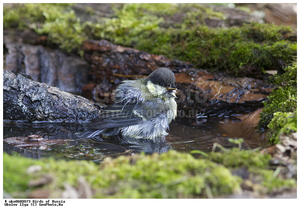 �����������, ���������� �������, ����������� ����� ������, ������, ��������, ��������, �����, �����, ��������, �����������, XYZ, ���������, Paridae, ������� ������, �������, Parus major