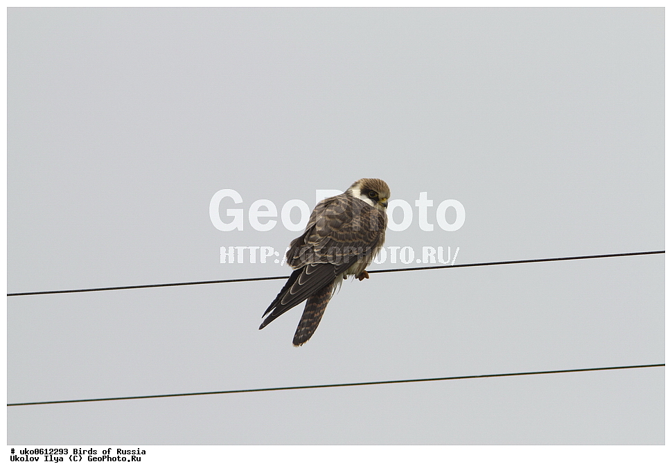 �����������, ���������� �������, ����������� ����� ������, ������, ��������, ��������, �����, �����, ��������, �����������, ������ �����, ������ �����, XYZ, ���������, Falconidae, ������, Falco vespertinus