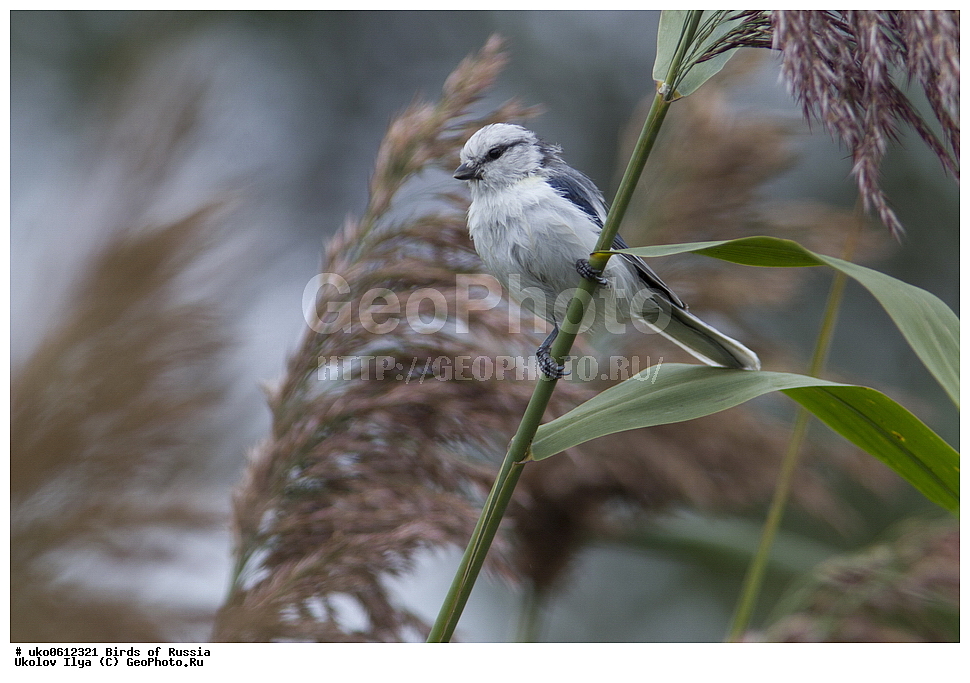 �����������, ���������� �������, ����������� ����� ������, ������, ��������, ��������, �����, �����, ��������, �����������, XYZ, ���������, Paridae, ����� ���������, �����, ������, Cyanistes cyanus, Parus cyanus