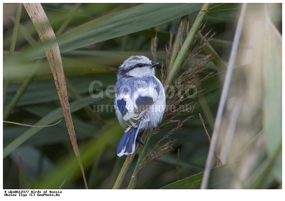 �����������, ���������� �������, ����������� ����� ������, ������, ��������, ��������, �����, �����, ��������, �����������, XYZ, ���������, Paridae, ����� ���������, �����, ������, Cyanistes cyanus, Parus cyanus