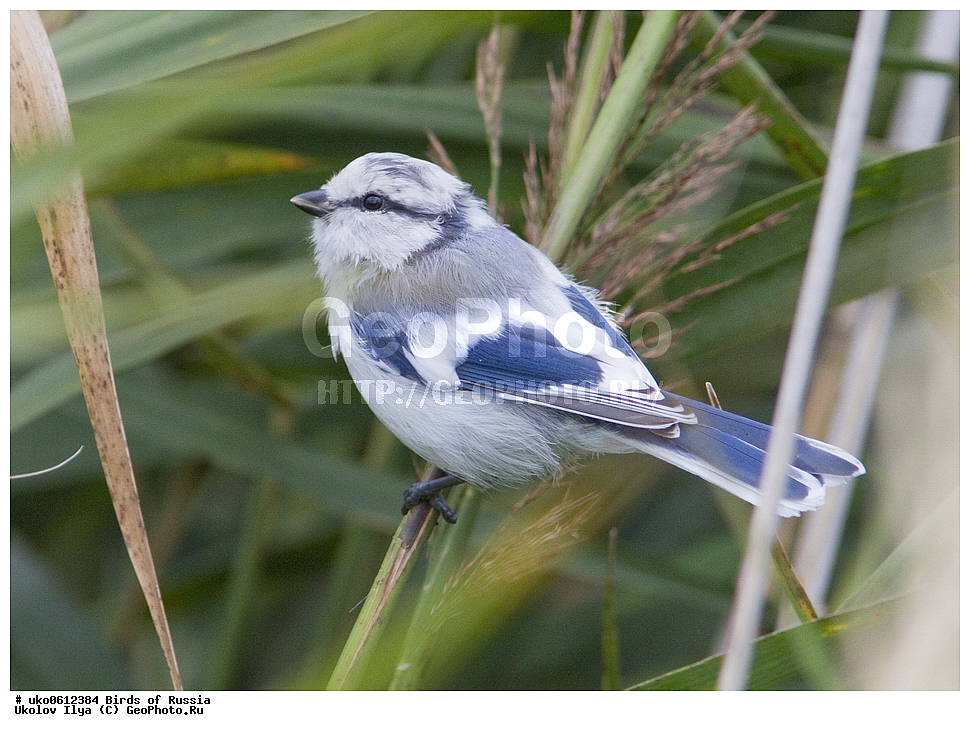 �����������, ���������� �������, ����������� ����� ������, ������, ��������, ��������, �����, �����, ��������, �����������, XYZ, ���������, Paridae, ����� ���������, �����, ������, Cyanistes cyanus, Parus cyanus