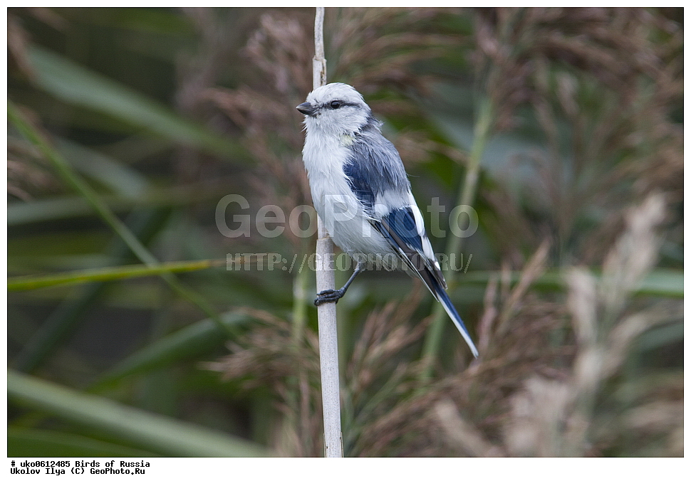 �����������, ���������� �������, ����������� ����� ������, ������, ��������, ��������, �����, �����, ��������, �����������, XYZ, ���������, Paridae, ����� ���������, �����, ������, Cyanistes cyanus, Parus cyanus