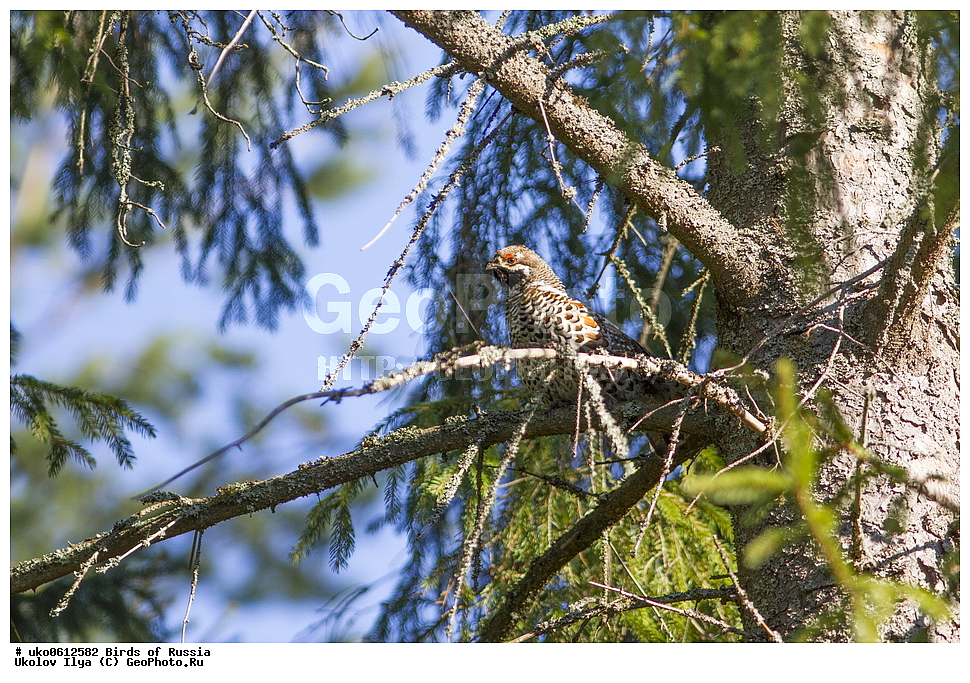 �����������, ���������� �������, ����������� ����� ������, ������, ��������, ��������, �����, �����, ��������, �����������, XYZ, �����������, Tetraonidae, ������, Tetrastes bonasia, Bonasa bonasia