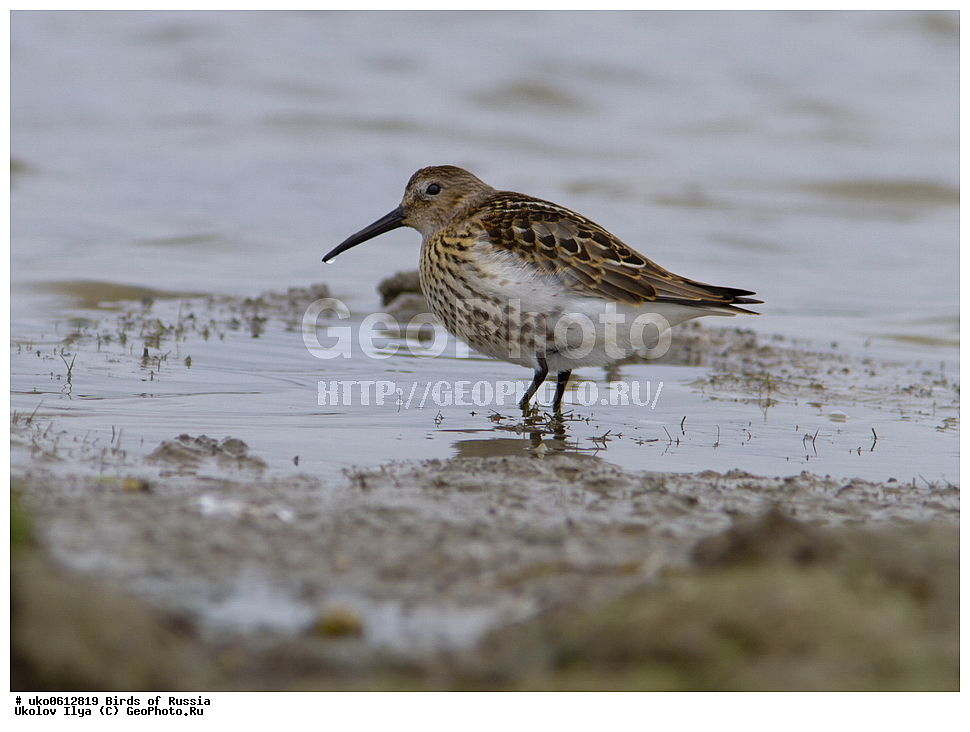 ����������� ����� ������, ������, ��������, ��������, �����, �����, ��������, �����������, �����, ������, XYZ, ���������, Scolopacidae, ����������, Calidris alpina
