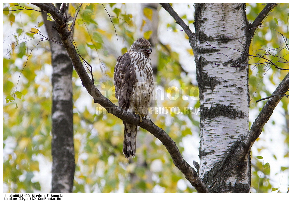 �����������, ���������� �������, ����������� ����� ������, ������, ��������, ��������, �����, �����, ��������, �����������, ������ �����, ������ �����, XYZ, ����������, Accipitridae, ������-������������, ������������, Accipiter gentilis