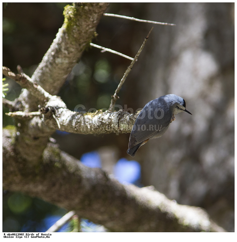 ����������� ����� ������, ������, ��������, ��������, �����, �����, ��������, �����������, XYZ, �����������, Sittidae, ������������ ���������, ���������� ���������, Sitta krueperi