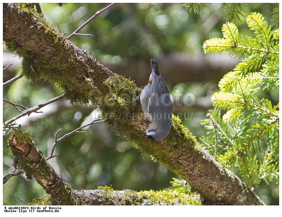 ����������� ����� ������, ������, ��������, ��������, �����, �����, ��������, �����������, XYZ, �����������, Sittidae, ������������ ���������, ���������� ���������, Sitta krueperi