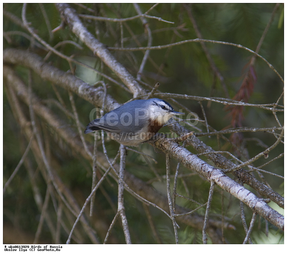 ����������� ����� ������, ������, ��������, ��������, �����, �����, ��������, �����������, XYZ, �����������, Sittidae, ������������ ���������, ���������� ���������, Sitta krueperi