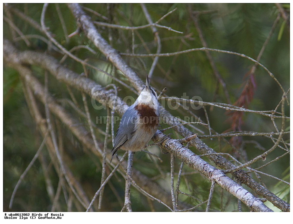 ����������� ����� ������, ������, ��������, ��������, �����, �����, ��������, �����������, XYZ, �����������, Sittidae, ������������ ���������, ���������� ���������, Sitta krueperi