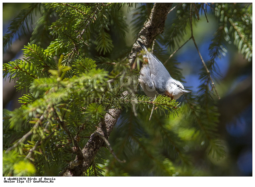 ����������� ����� ������, ������, ��������, ��������, �����, �����, ��������, �����������, XYZ, �����������, Sittidae, ������������ ���������, ���������� ���������, Sitta krueperi