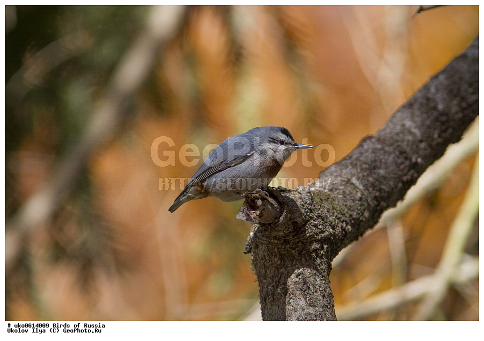 ����������� ����� ������, ������, ��������, ��������, �����, �����, ��������, �����������, XYZ, �����������, Sittidae, ������������ ���������, ���������� ���������, Sitta krueperi