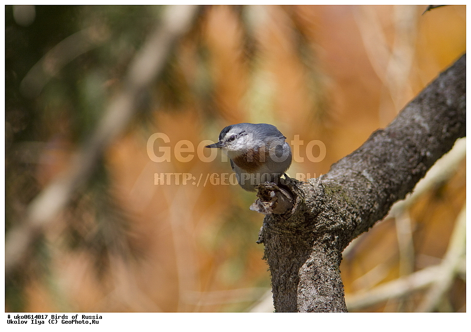 ����������� ����� ������, ������, ��������, ��������, �����, �����, ��������, �����������, XYZ, �����������, Sittidae, ������������ ���������, ���������� ���������, Sitta krueperi