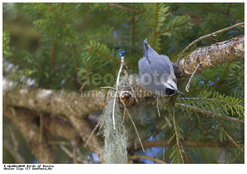 ����������� ����� ������, ������, ��������, ��������, �����, �����, ��������, �����������, XYZ, �����������, Sittidae, ������������ ���������, ���������� ���������, Sitta krueperi